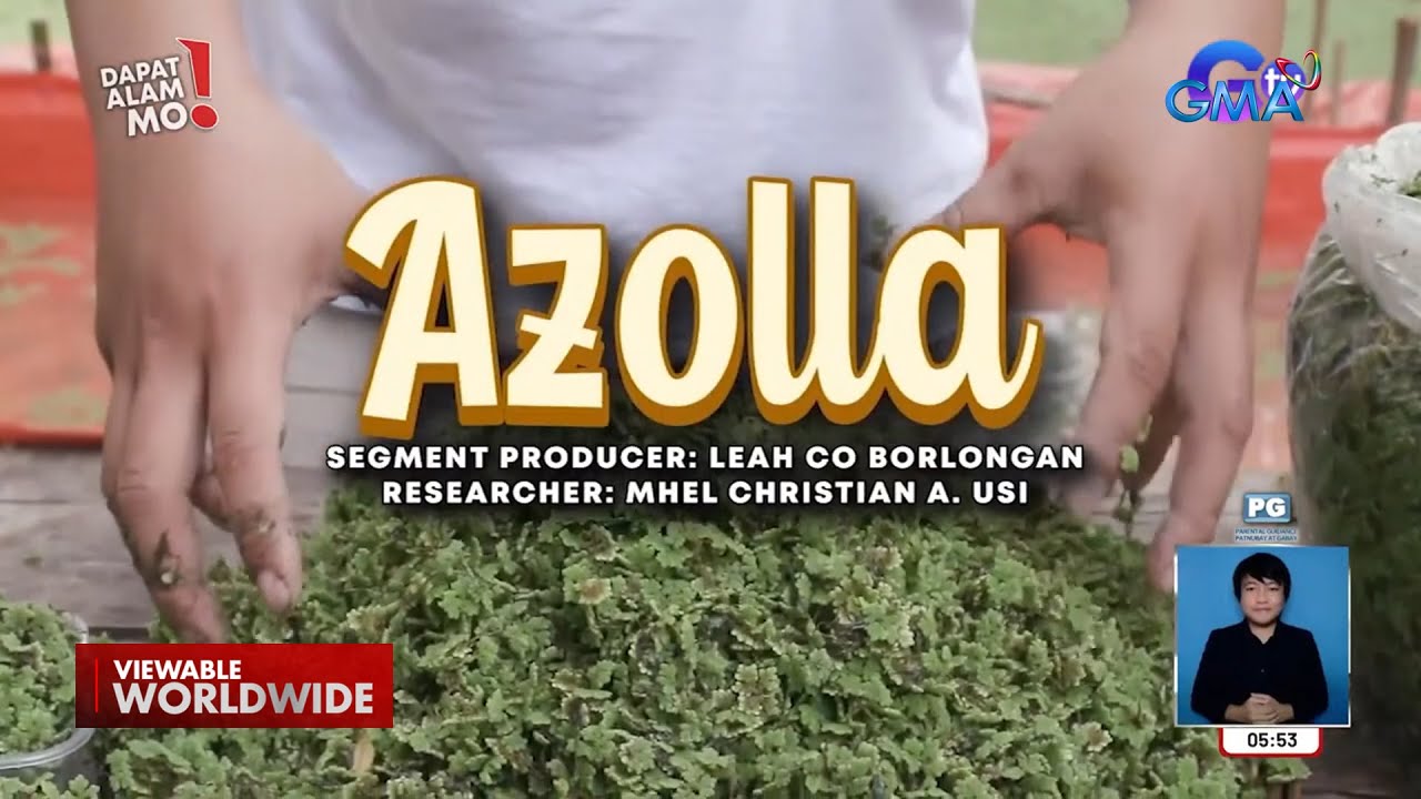 &lsquo;Azolla&rsquo;, bakit healthy food para sa farm animals? | Dapat Alam Mo!