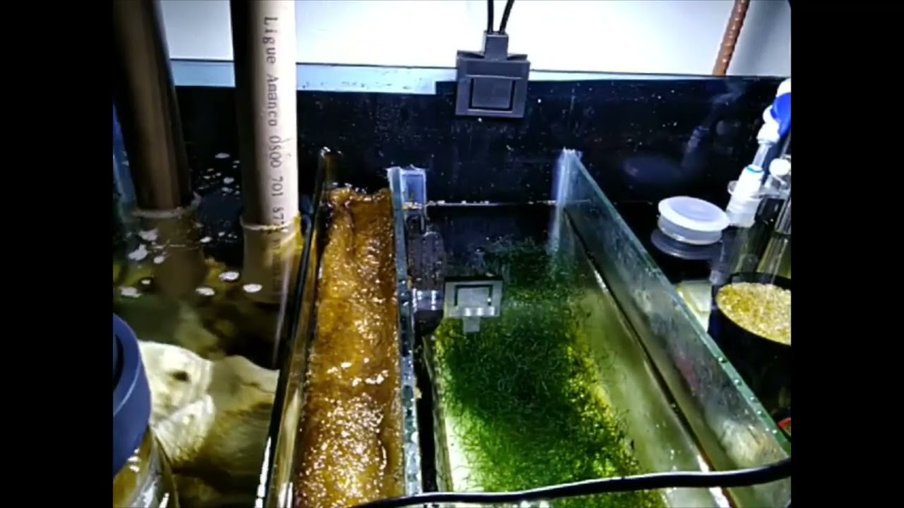 Ep 34 Alga Chaetomorpha no Nano Reef