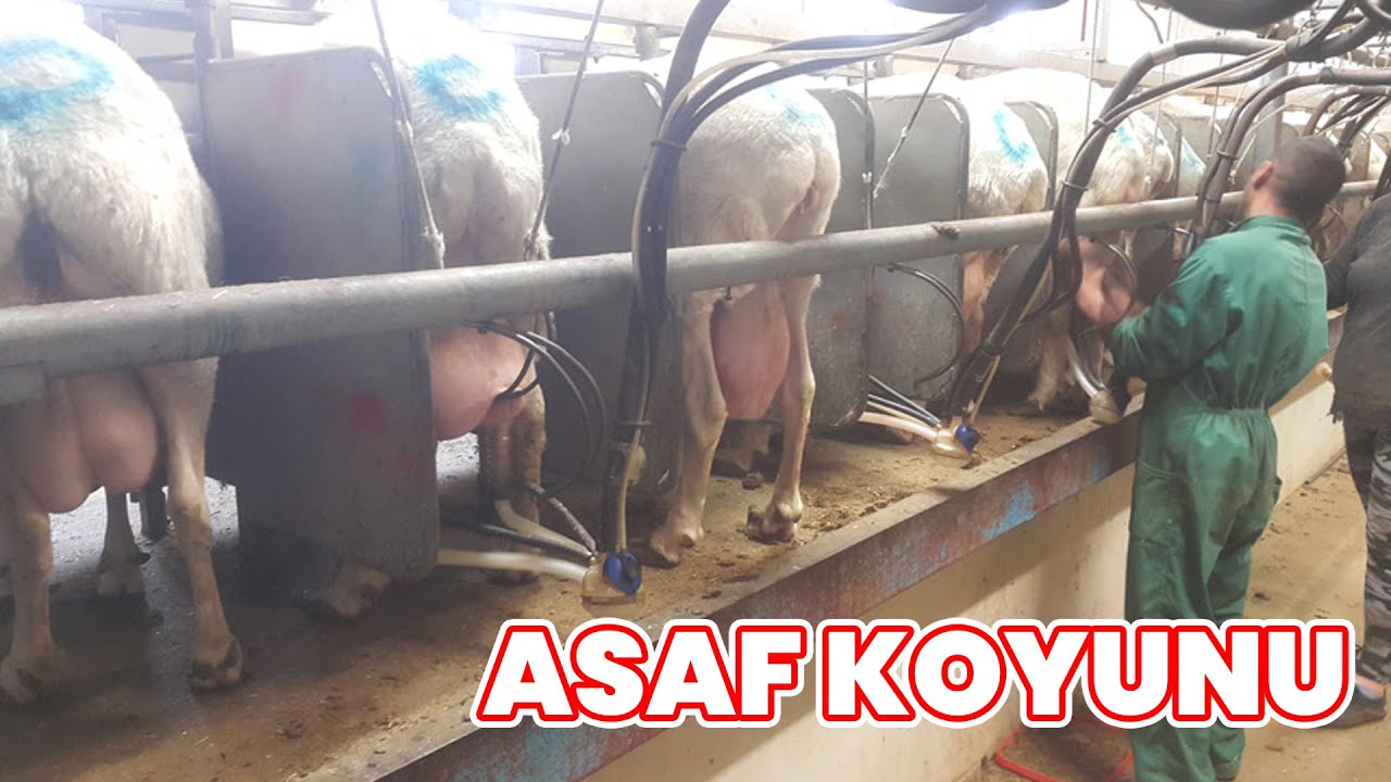 Biste Hayvancılık'ta Asaf Koyunu: Başka Yöntem Denemeden Önce İzlenmesi Gereken Video
