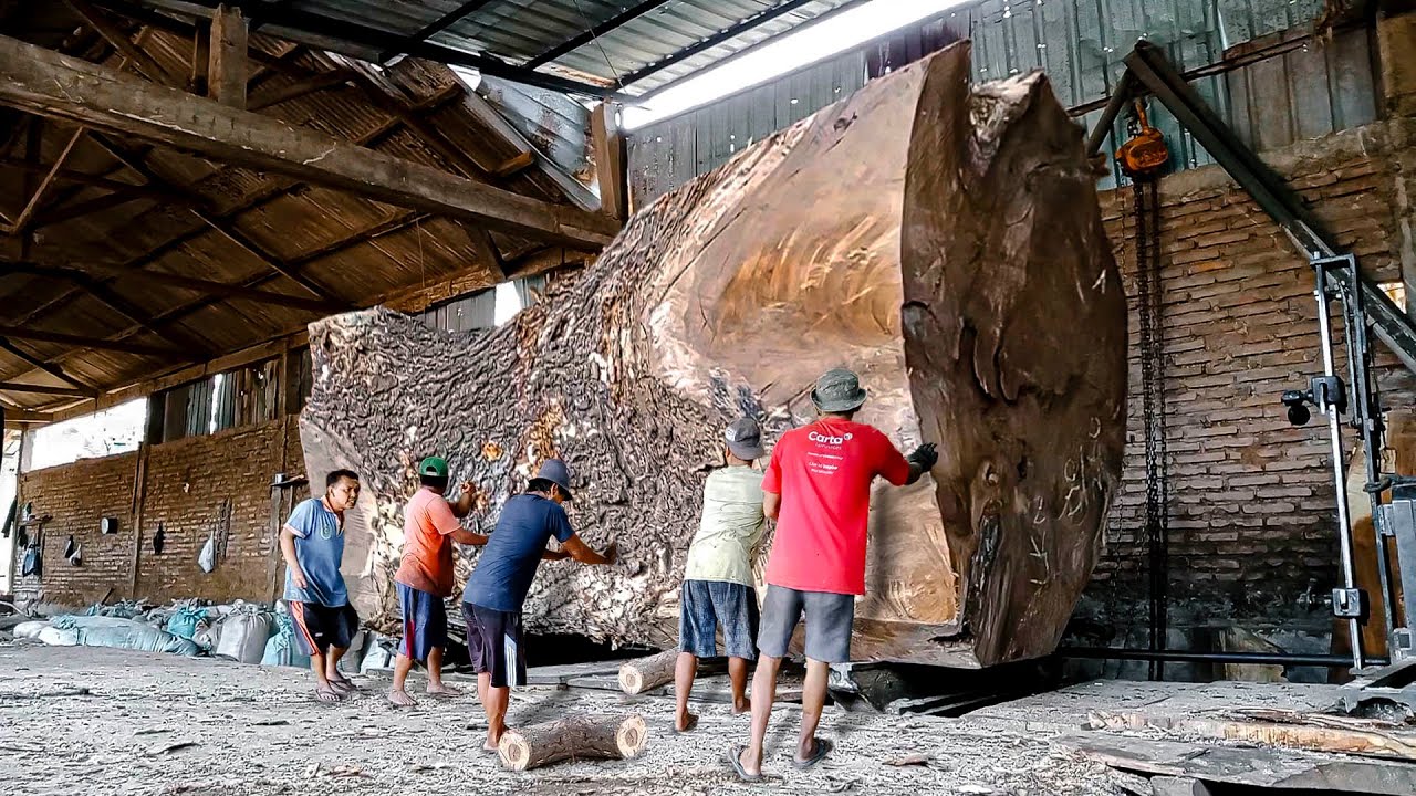kayu trembesi milik sultan inggris jadi trending di Eropa !! senilai 850jt digergaji  I Sawmill