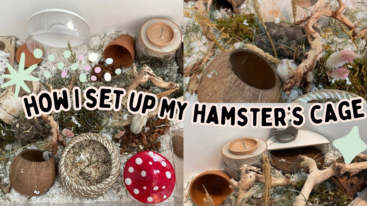 How I Set Up My Hamster&rsquo;s Enclosure! 🐹🌸