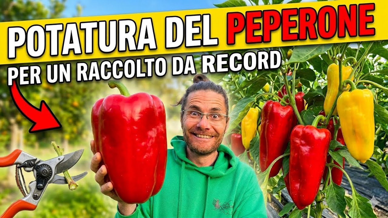 Come POTARE la pianta del PEPERONE: TRUCCHI e SEGRETI che DEVI SAPERE! | Tutorial Potatura