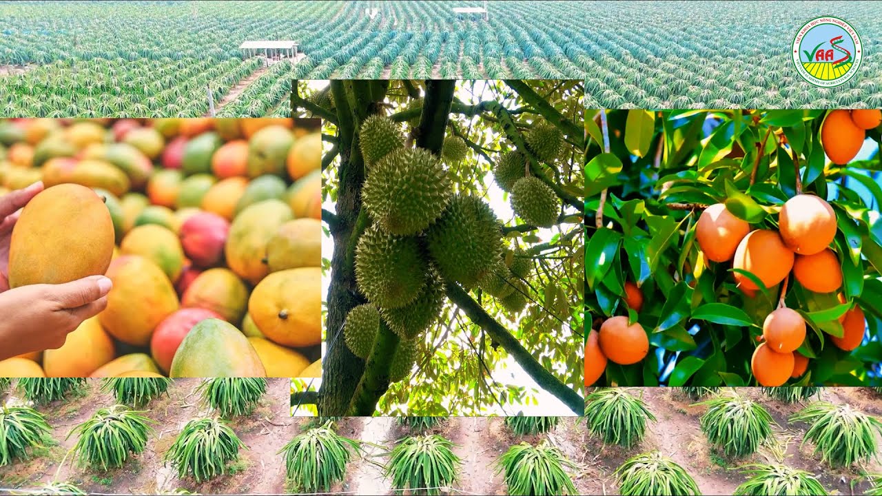 Miền Nam có những loại cây ăn quả gì?