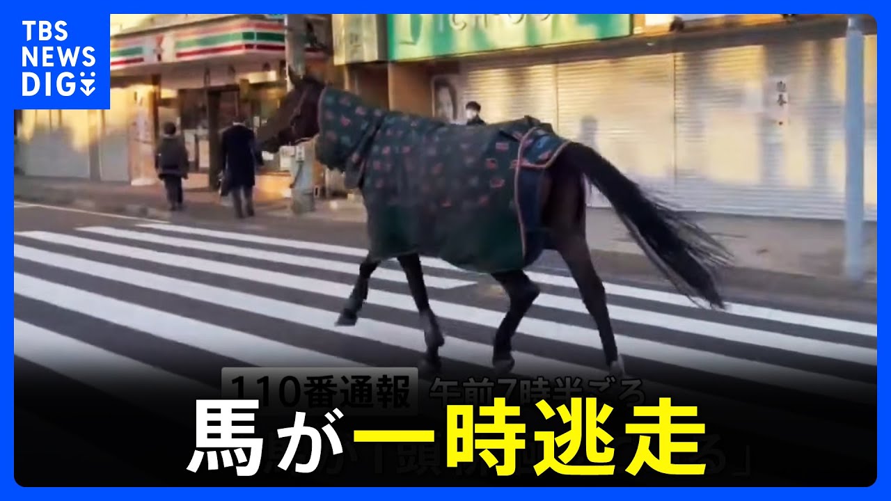 【馬術部の馬が逃走か】仕事始めの街中を馬が徘徊　警察車両に誘導され無事に明治大学へ戻る　けが人なし　川崎市多摩区｜TBS NEWS DIG