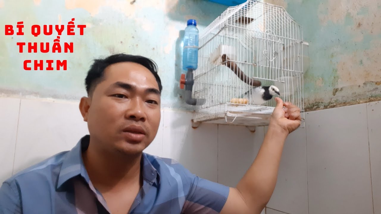 Thuần h&oacute;a chim để r&egrave;n luyện t&iacute;nh ki&ecirc;n nhẫn II Tame birds to practice patience @KhiNguyen Vlog