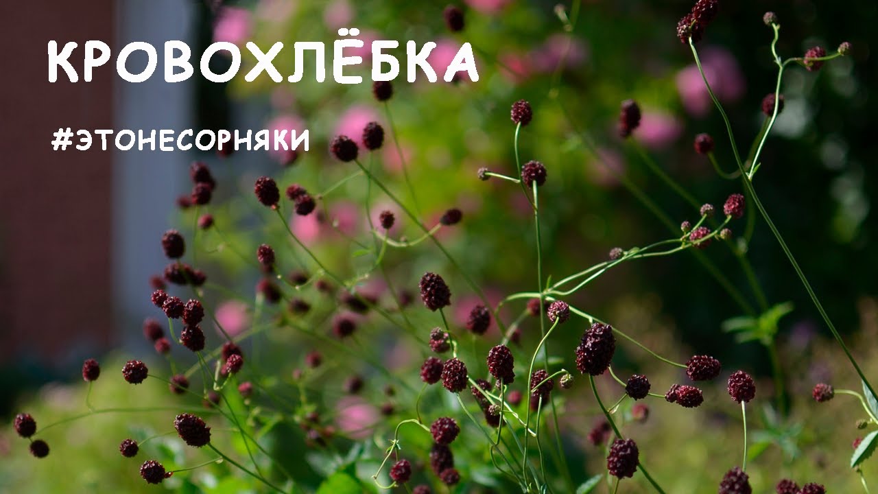 Кровохлёбка: бесплатная красота