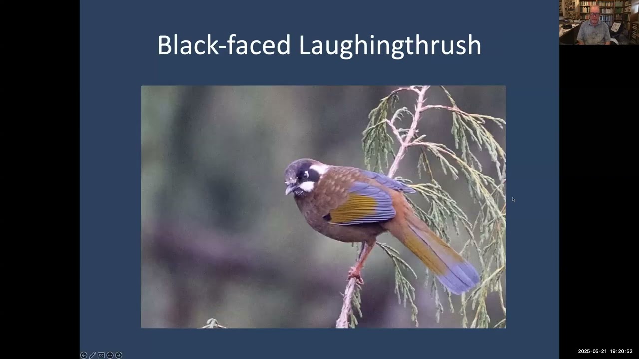 Birding in the Mountain Kingdom of Bhutan