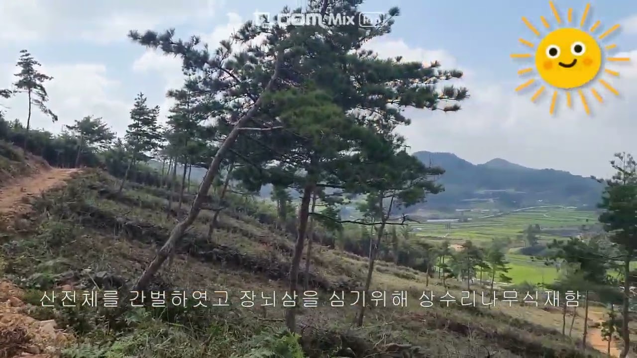 왕촌리임야