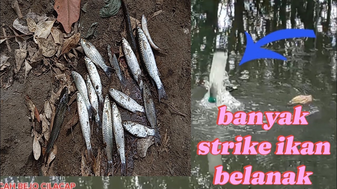 cara mancing ikan belanak pakai botol tehnik dasaran @CAHBEJOCILACAP998