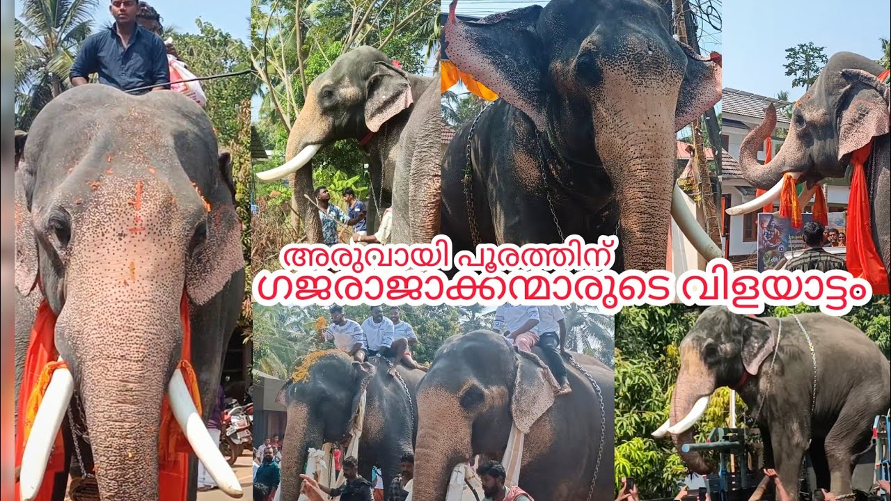 അരുവായി പൂരത്തിന് ഗജരാജാക്കന്മാരുടെ  വിളയാട്ടം⚡| aruvayi chiravarambathukavu pooram 2024|#chirakkal