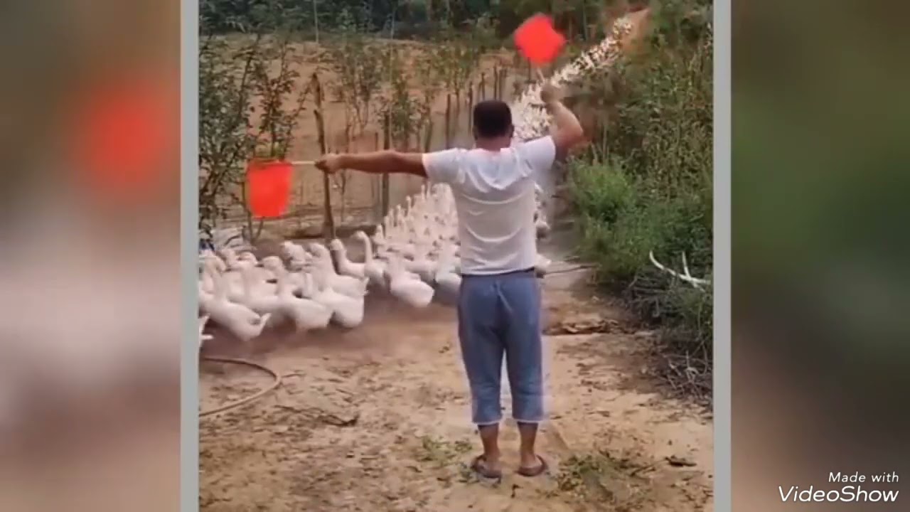 Respectvideos