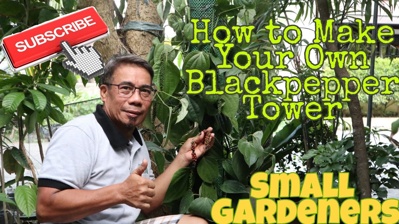 Paminta sa backyard | Blackpepper Vertical Towers | Small scale Farmer | Urban Farmer