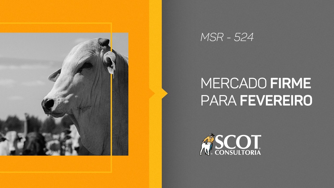 Mercado Sem Rodeios - Episódio 524 - Mercado firme para fevereiro