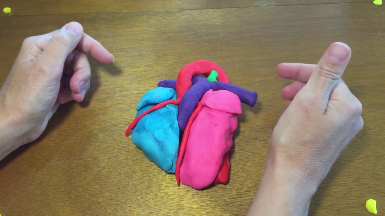 Middle Mediastinum
