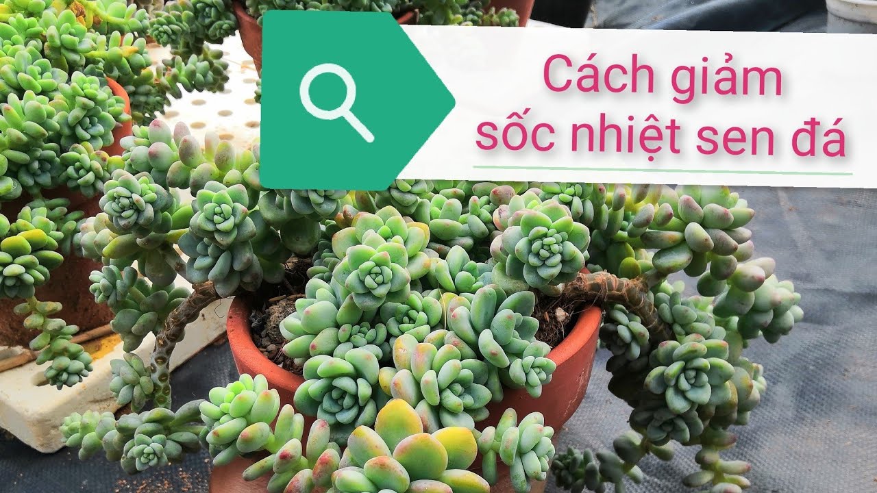 trị sốc nhiệt sen đá cực hiệu quả mà lại đơn giản- xem ngay và luôn