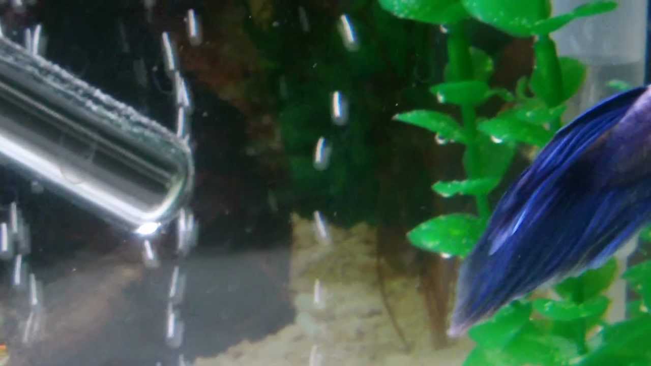 New Tank Setup - Fighting Fish and Glowlight Tetras
