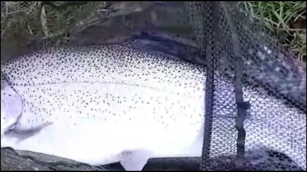 Fly fishing at Lechlade and Bushyleaze Trout Fisheries