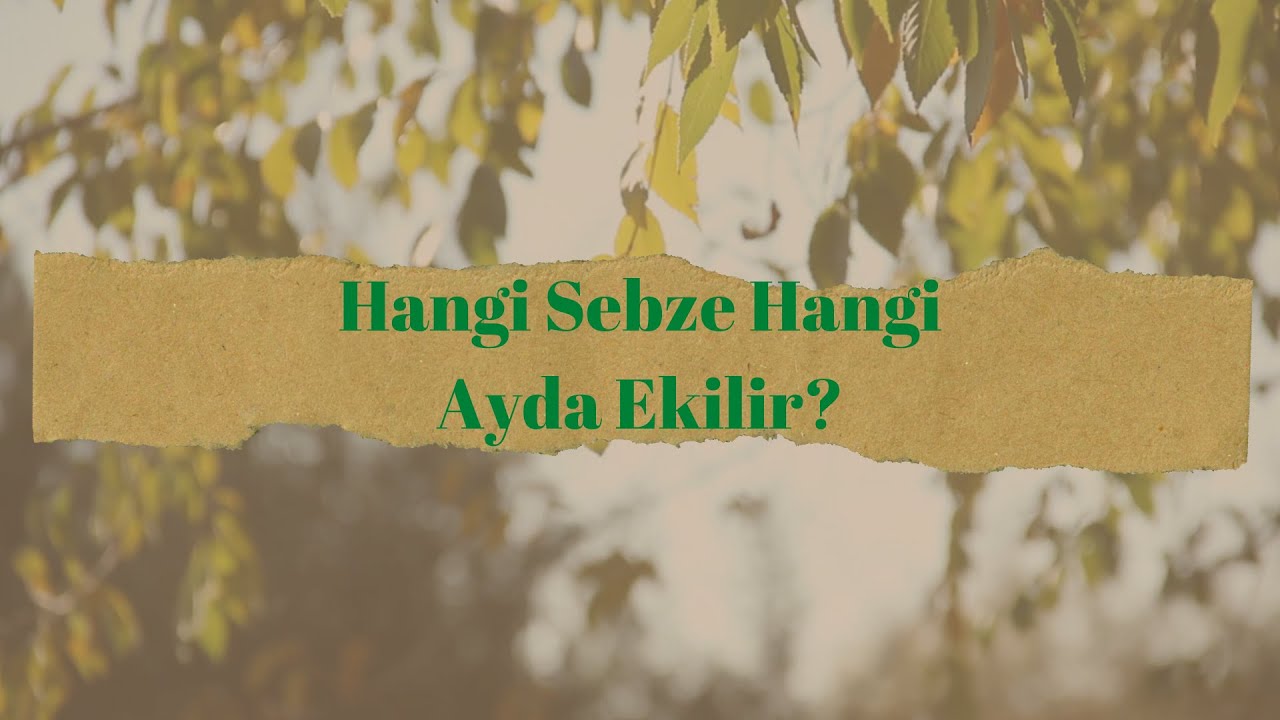 Hangi Sebze Hangi Ayda Ekilir?