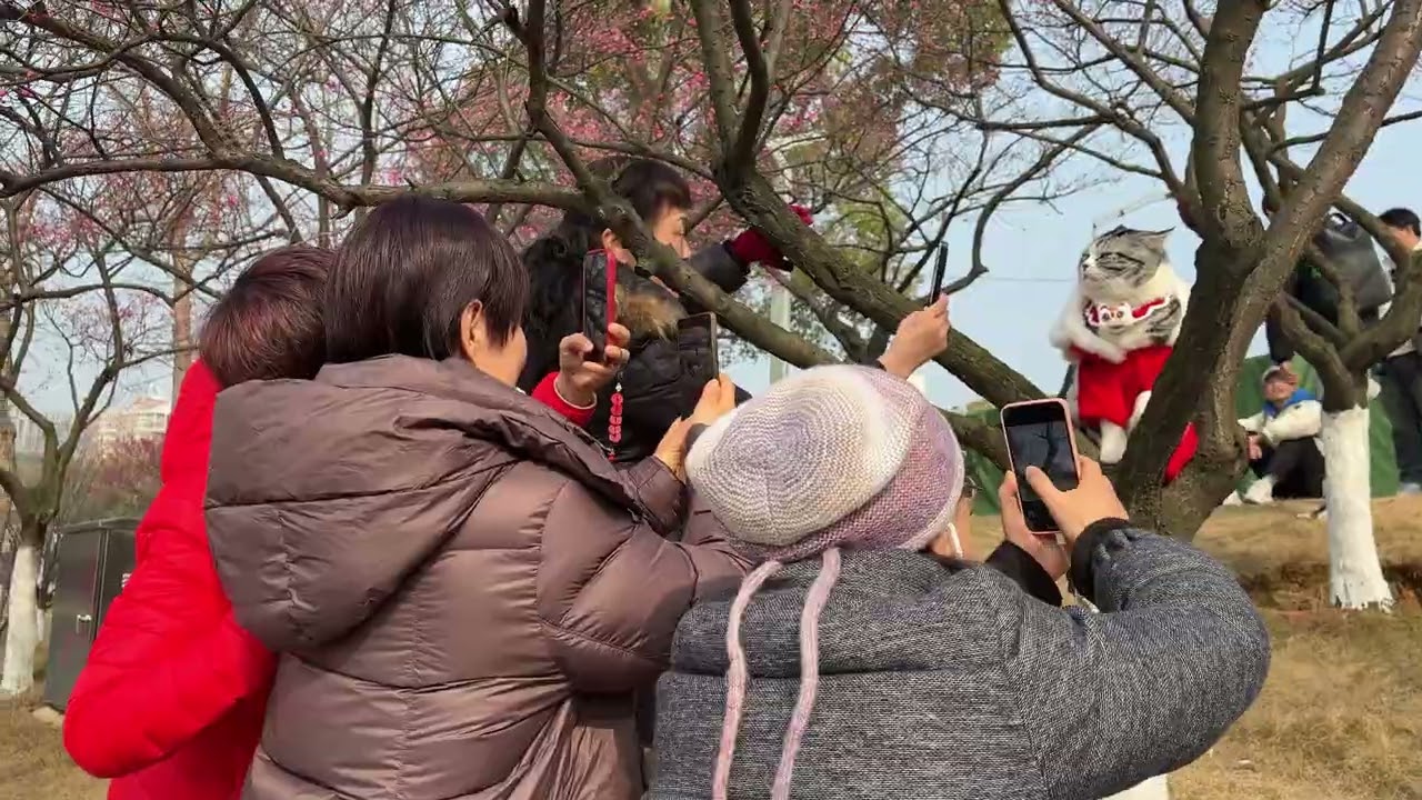 Winter Wonder in Changsha, Hunan: A &lsquo;Three-Party Encounter&rsquo; of Plum Blossoms, Birds, and a Cat