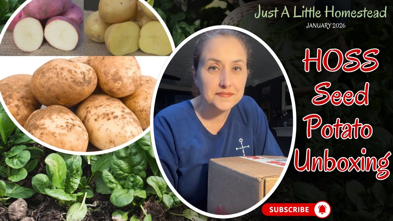 HOSS Seed Potato Unboxing