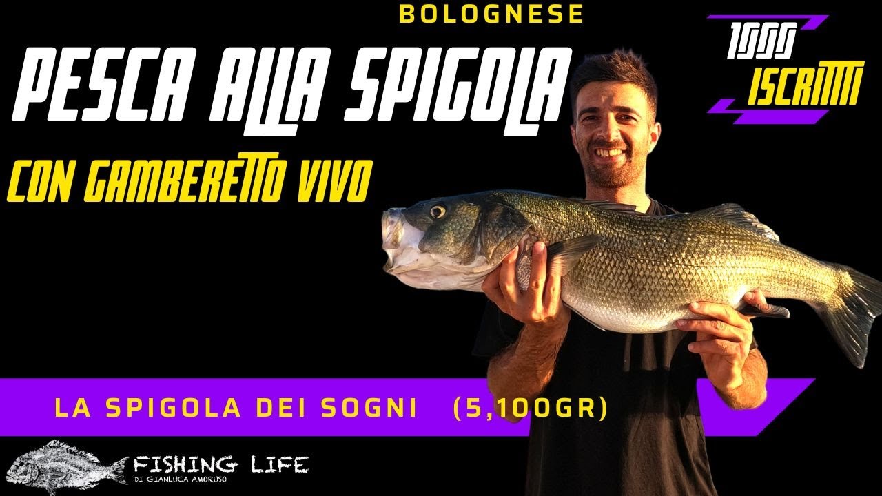 Come pescare una spigola XXL con gamberetto vivo con la bolognese  LA SPIGOLA DEI SOGNI