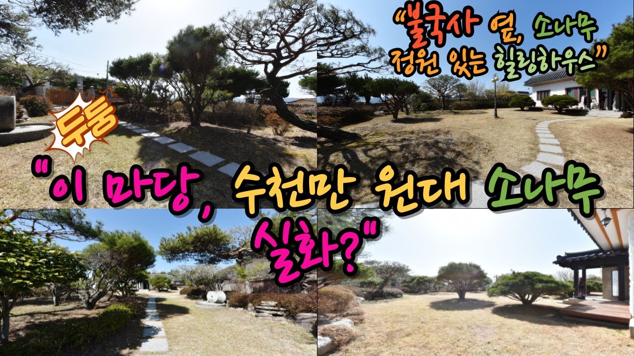 “소나무 하나가 차 한 대 값?! 경주 마동 전원주택 리얼 투어” “수천만 원대 소나무 마당 공개”#경주_전원주택_매매 #불국사_인근 #감포_바다_20분