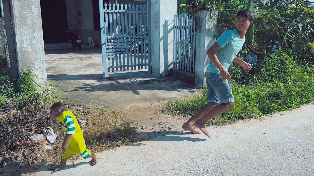 CUTIS and Dad Split Up to Find the Baby Monkey