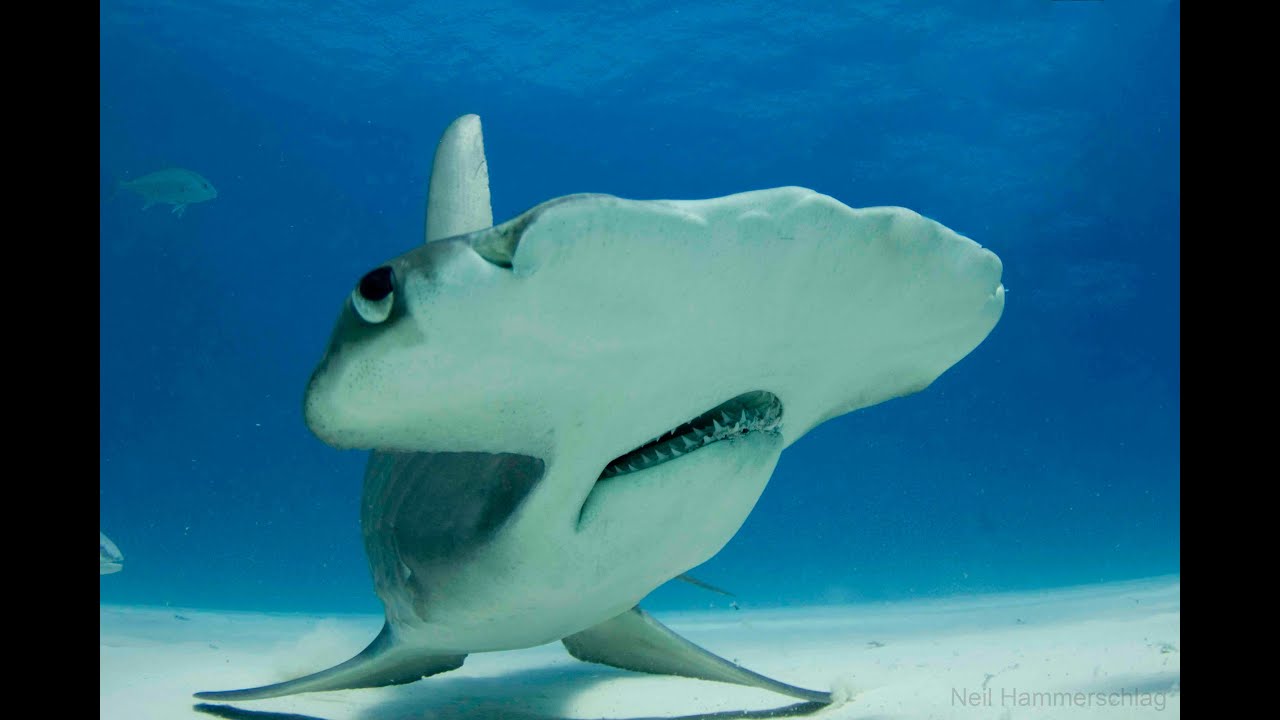 The Smooth Hammerhead Shark