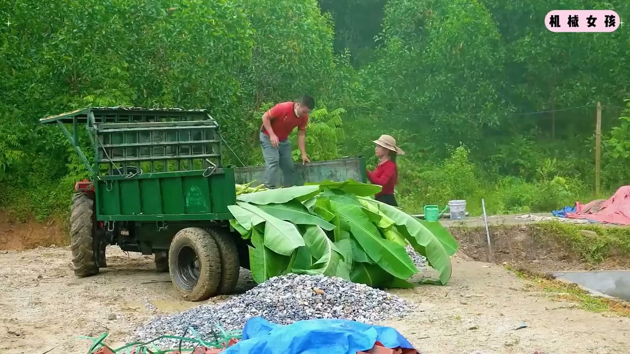 平整鱼塘堤岸并在周围种植大量香蕉树，为鱼类提供遮阴和食物 #我的乡野山居生活 #建造田园生活 #三农