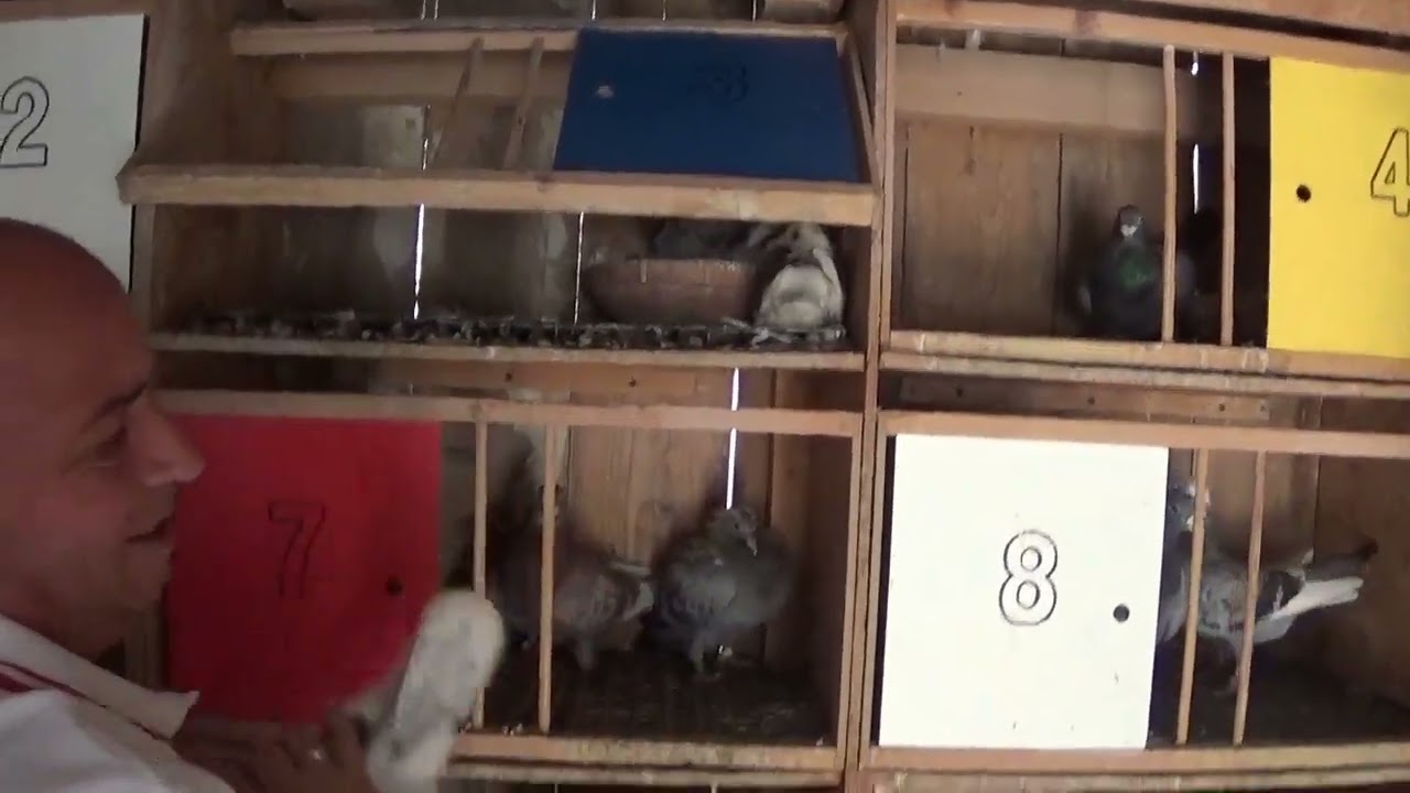 Columbofil dl Florea Georgica Bals Olt Romania porumbei reproductie  2 iulie 2023 part 1