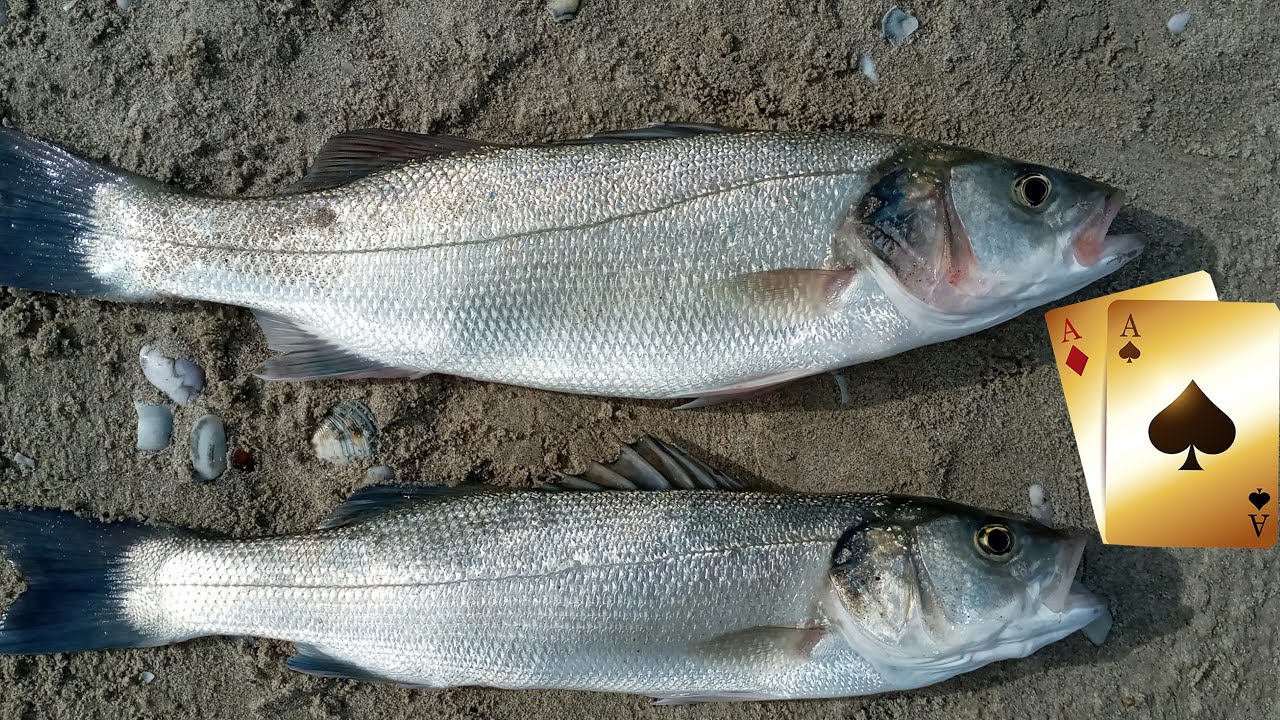 דייג חוף 2020 לברקים | זוג אס| fishing beach seabass
