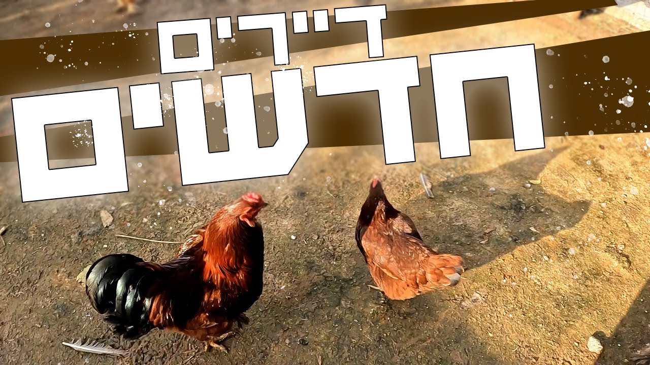 תרנגולות חדשות ואווזים שעוזבים