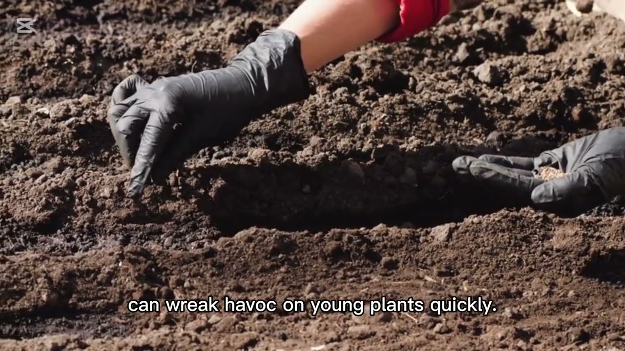 Potato farming