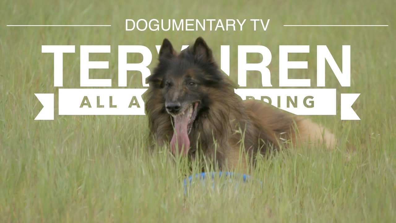 Everything You Need to Know About Tervuren Herding (Ultimate Guide)