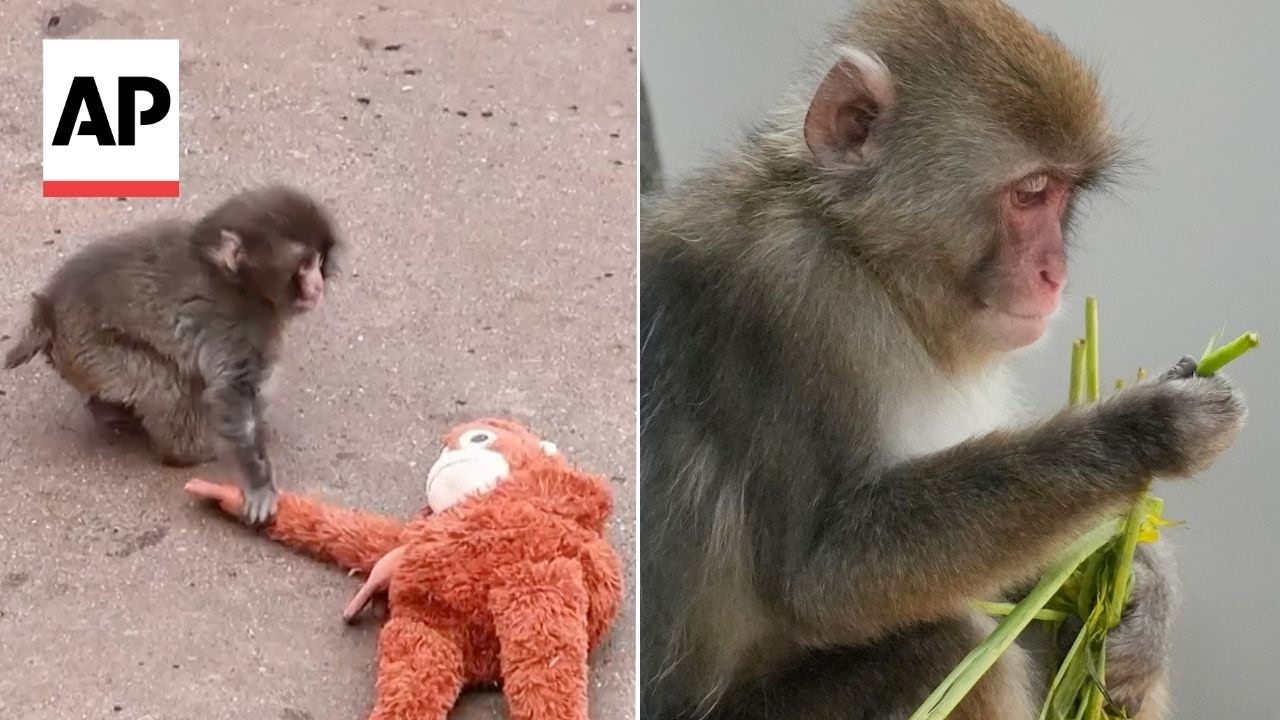 Beloved Japanese macaque Punch celebrates his first birthday