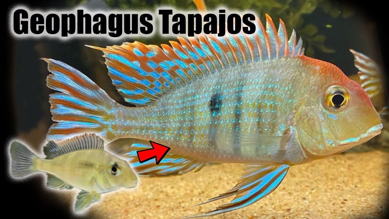 Geophagus Tapajos | Growth Rate & Evolution