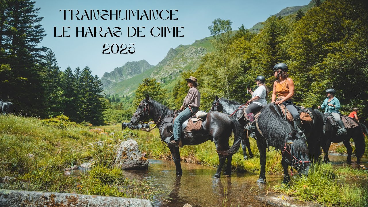 Premiere Transhumance de chevaux Merens Le Haras des Cîmes 2025