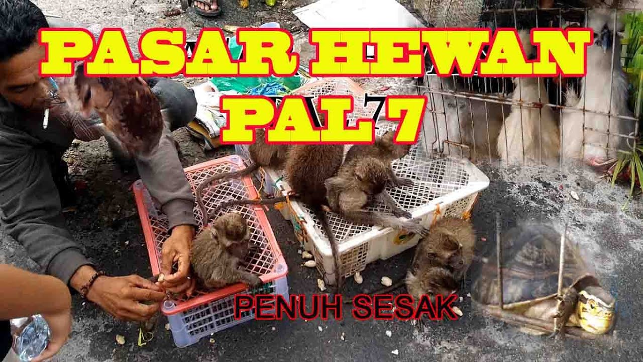 Pasar Hewan Pal 7