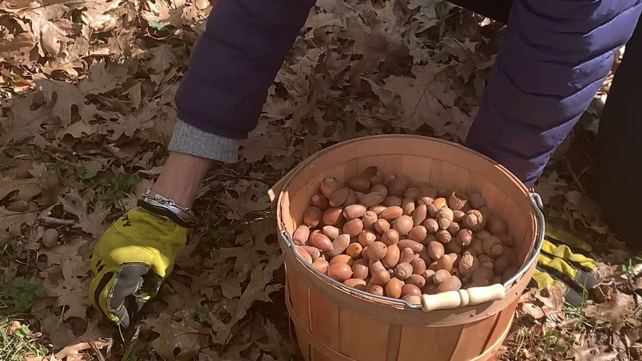 How to Harvest and Prepare Acorns. Nature's Natural Food. Off the Grid With Karen and Grid