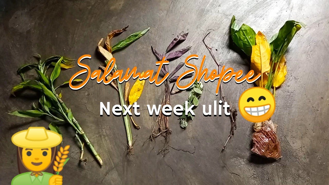 Plant haul | Salamat Shopee | Roseben Channel