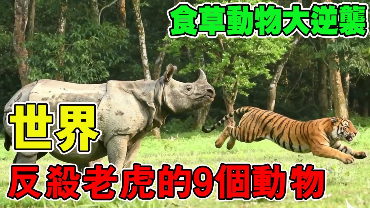 老虎堪稱全世界最頂尖的獵殺者，卻有些動物可以輕易反殺老虎，有些甚至是草食動物！ #動物 #動物世界 【黑土日記】