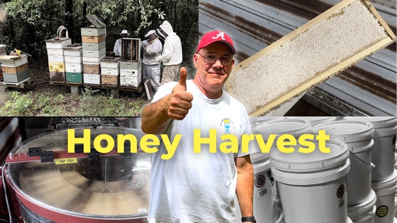 How We Harvest Honey (Hive to Bucket) | Beekeeping with Bruce