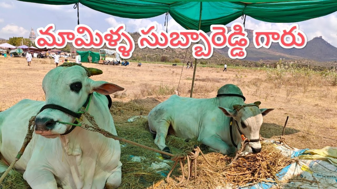 చెలేకంపల్లె  న్యూ కేటగిరి విభాగంలో మామిళ్ల సుబ్బారెడ్డి గారు బుల్స్