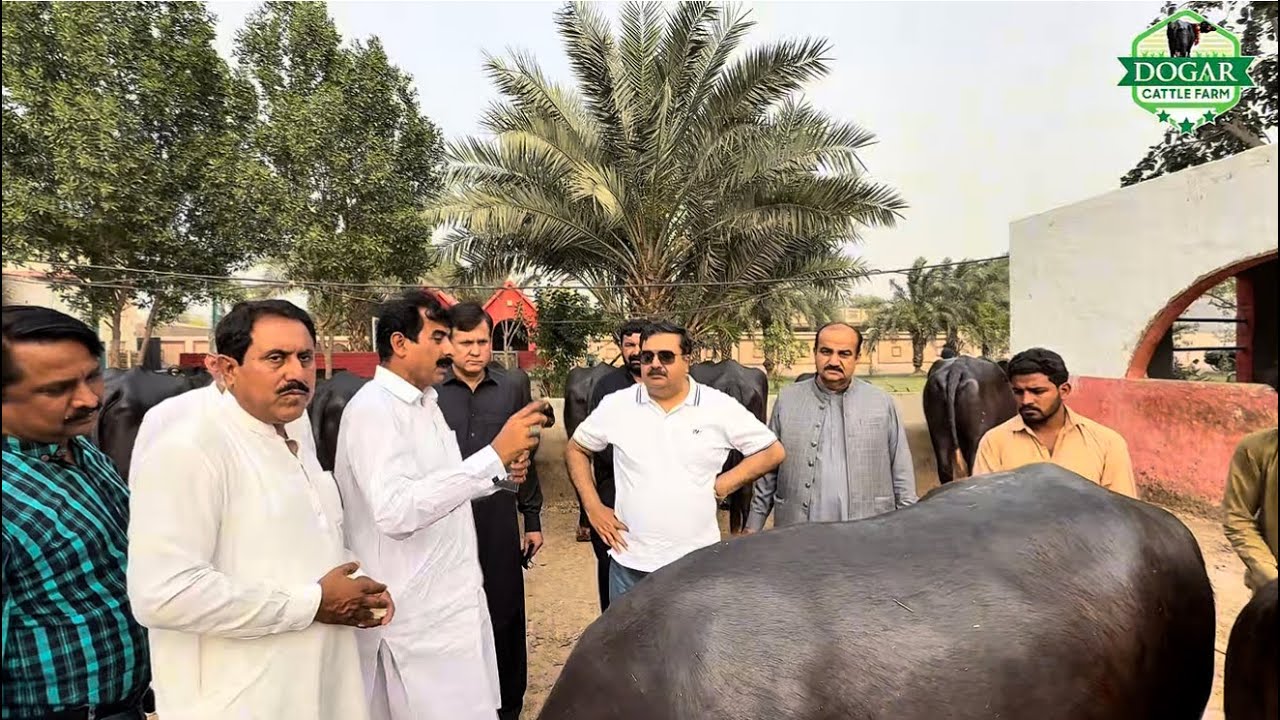 Secretary Livestock Punjab Saqib Ali Ateel & DG Livestock Ijaz Ahmad Gorse visit at#dogarcattlefarm