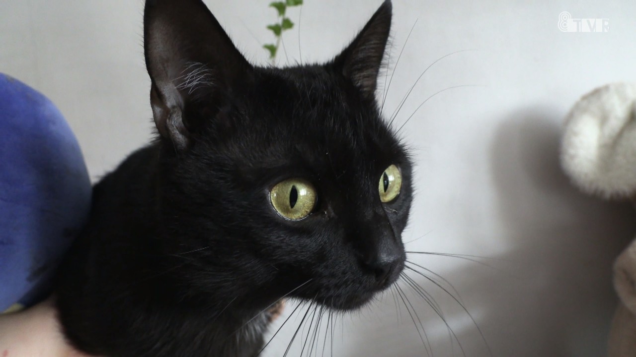 Światowy Dzień Kota