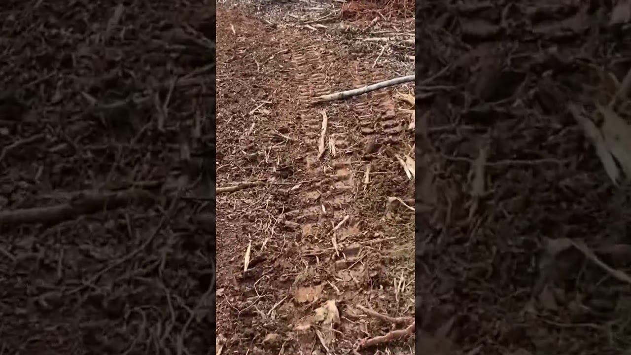 Food plot trail connecting two plots.
