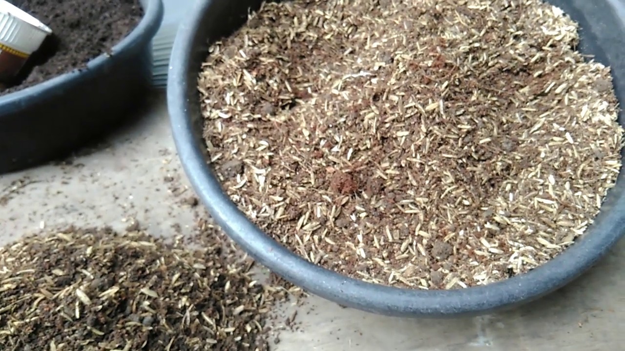 Container Gardening : Paano Gamitin ang Ipa ng Palay (Rice Husk) sa Halaman
