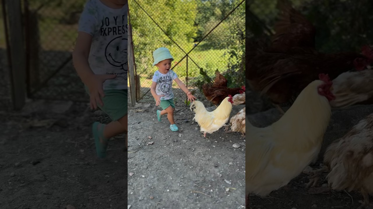 Noul sport național, prinsul găinilor 👩‍🌾🐣 