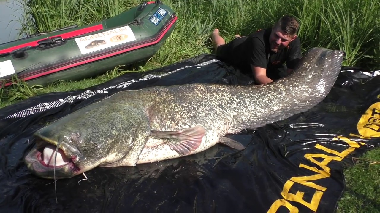 Lago Superiore Traumfisch Wels