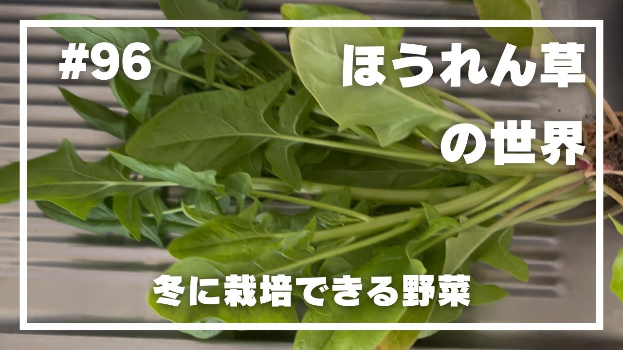 【ほうれん草】#96 _ほうれん草の世界／冬でもプランターで栽培できる葉物野菜
